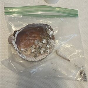 Natural Seashell Collection of 2